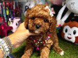 Renkli Hayat Poodle