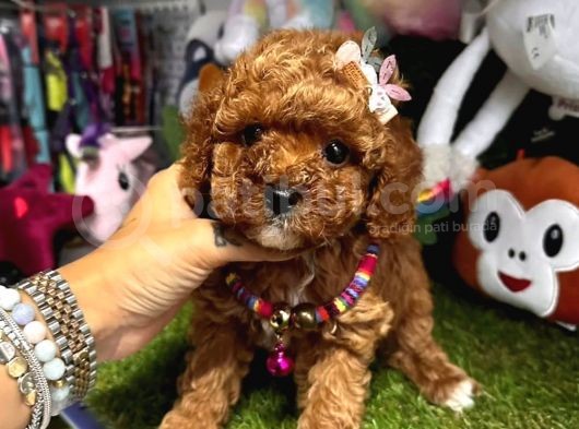 Renkli Hayat Poodle görsel
