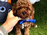 Safkan Toy Poodle Yavrular