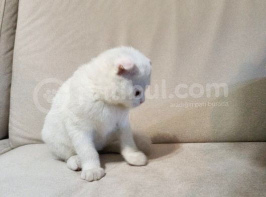 2Buçuk Aylık Erkek görsel