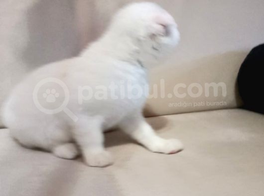 2Buçuk Aylık Erkek görsel