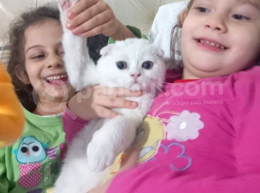 2Buçuk Aylık Erkek