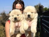 Orjinal Chow Chow Yavrularımız