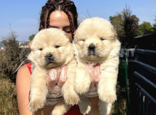 Orjinal Chow Chow Yavrularımız görsel
