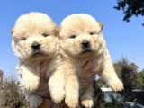 Orjinal Chow Chow Yavrularımız