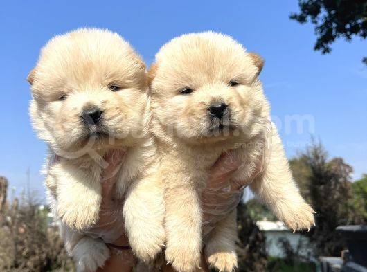 Orjinal Chow Chow Yavrularımız görsel