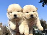 Orjinal Chow Chow Yavrularımız