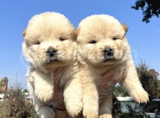 Orjinal Chow Chow Yavrularımız görsel