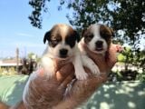 Kısa Bacak Jack Russel Yavrular