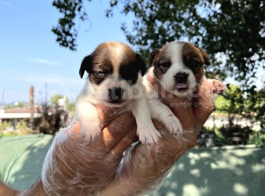 Kısa Bacak Jack Russel Yavrular görsel