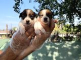 Kısa Bacak Jack Russel Yavrular
