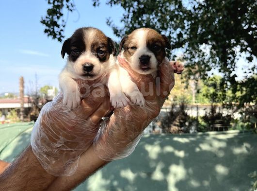 Kısa Bacak Jack Russel Yavrular görsel