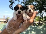 Kısa Bacak Jack Russel Yavrular