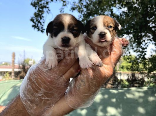 Kısa Bacak Jack Russel Yavrular görsel