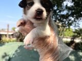 Kısa Bacak Jack Russel Yavrular