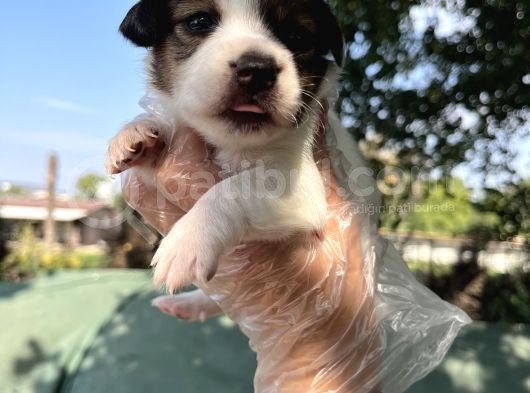 Kısa Bacak Jack Russel Yavrular görsel