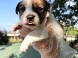 Kısa Bacak Jack Russel Yavrular