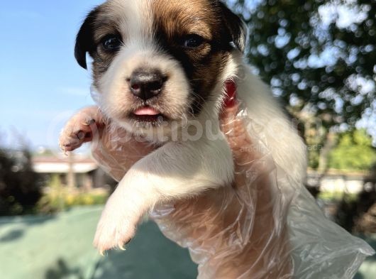 Kısa Bacak Jack Russel Yavrular görsel