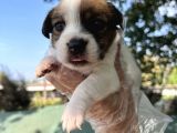 Kısa Bacak Jack Russel Yavrular