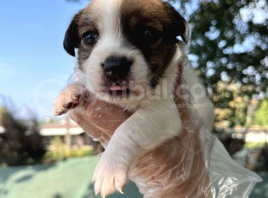 Kısa Bacak Jack Russel Yavrular