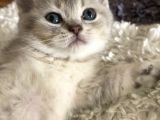 2 aylık yavru british shorthair