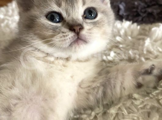2 Aylık Yavru British Shorthair