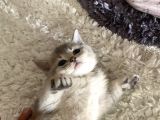 2 Aylık Yavru British Shorthair