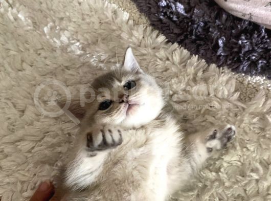 2 Aylık Yavru British Shorthair görsel