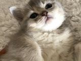 2 Aylık Yavru British Shorthair