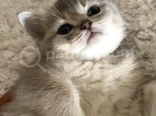 2 Aylık Yavru British Shorthair görsel