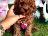 Juri̇ Onayli Toy Poodle Yavrular