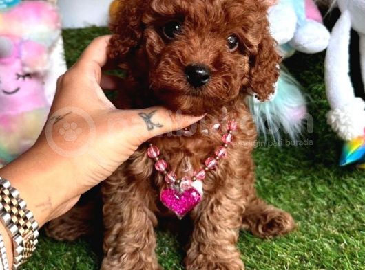 Juri̇ Onayli Toy Poodle Yavrular görsel