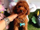 Juri̇ Onayli Toy Poodle Yavrular