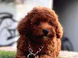 JURİ ONAYLI TOY POODLE YAVRULAR
