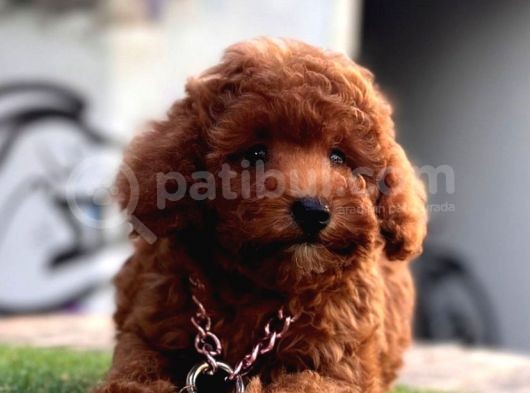 Juri̇ Onayli Toy Poodle Yavrular