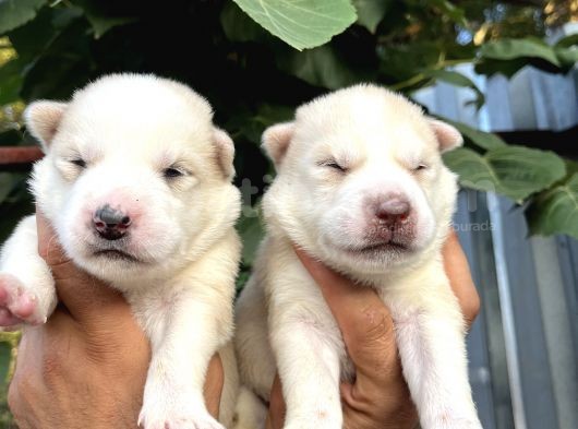 Husky Sibirya Kurdu Yavrularımız görsel