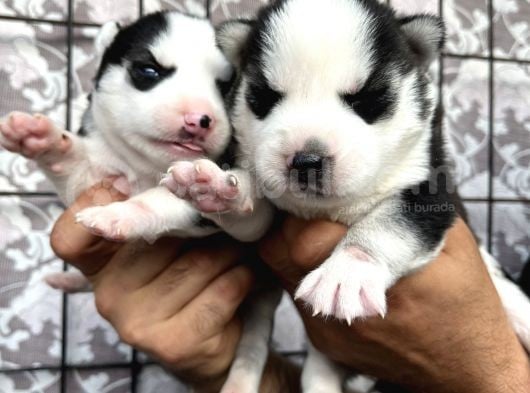 Husky Sibirya Kurdu Yavrularımız görsel