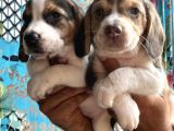 Elizabeth Beagle Yavrularımız