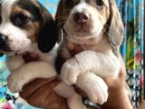 Elizabeth Beagle Yavrularımız
