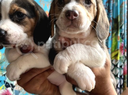 Elizabeth Beagle Yavrularımız görsel