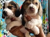 Elizabeth Beagle Yavrularımız