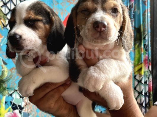 Elizabeth Beagle Yavrularımız görsel
