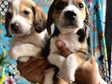 Elizabeth Beagle Yavrularımız