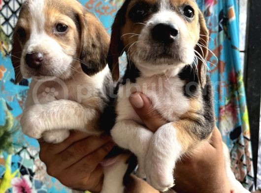 Elizabeth Beagle Yavrularımız görsel