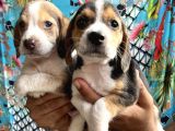 Elizabeth Beagle yavrularımız