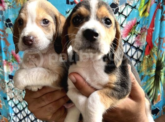 Elizabeth Beagle Yavrularımız
