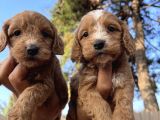 Tüt dökmeyen Antialerjik Cavapoo yavrular