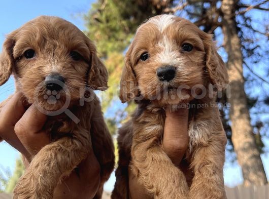 Tüt Dökmeyen Antialerjik Cavapoo Yavrular
