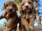Tüt Dökmeyen Antialerjik Cavapoo Yavrular
