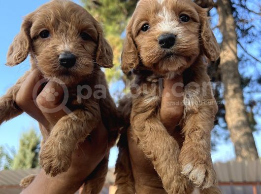 Tüt Dökmeyen Antialerjik Cavapoo Yavrular görsel